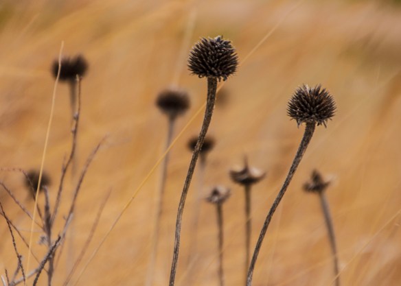 Cone flower pods accented by prairie grasses moved by the wind.