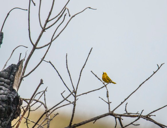 A Yellow Warbler sings on a charred snag from a two year old burn ... life from the fire.