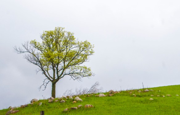 ... and later, the greening prairie emerges.