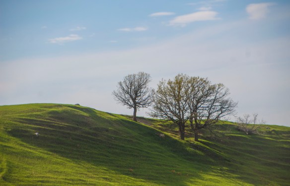 An oak savanna on the lip of a refurbishing prairie.