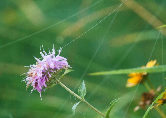 Using the web strands in the composition was interesting and fun.