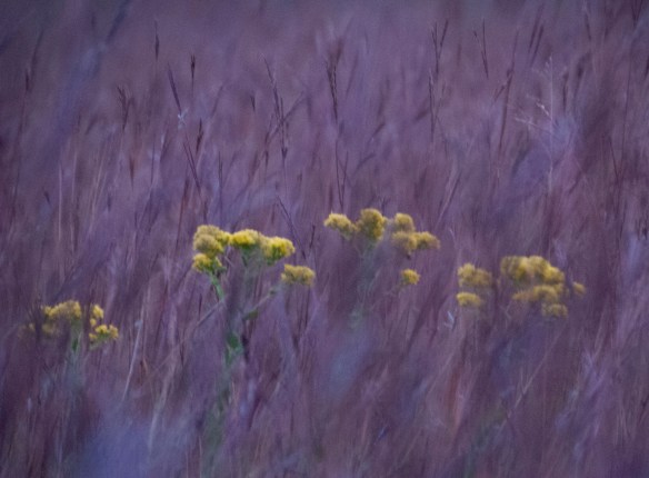 Golden Rod peeking through the big bluestem on a recent pre-dawn morning.