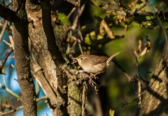 The little wren popped up amidst the sprinkling of leaves in the grove.