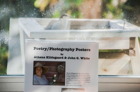 A visitor to the bird feeder, in front of the display of the new posters created by poet Athena Kildegaard and I.