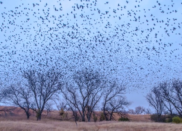 Thousands of blackbirds rise from the trees ... a murmeration.