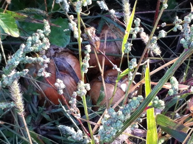 Yes, there are onions under those weeds.