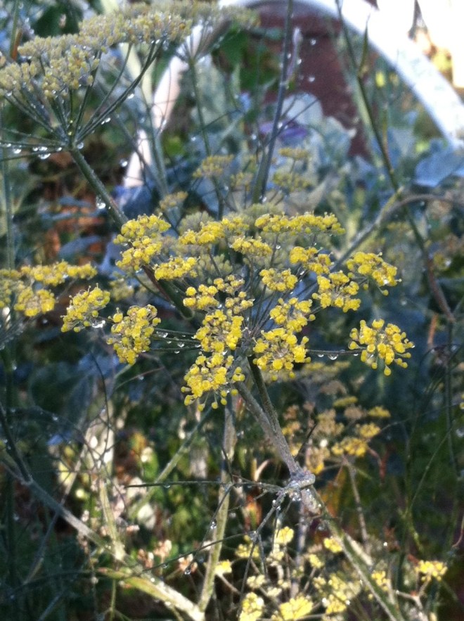 Bronze fennel in the broccoli bed