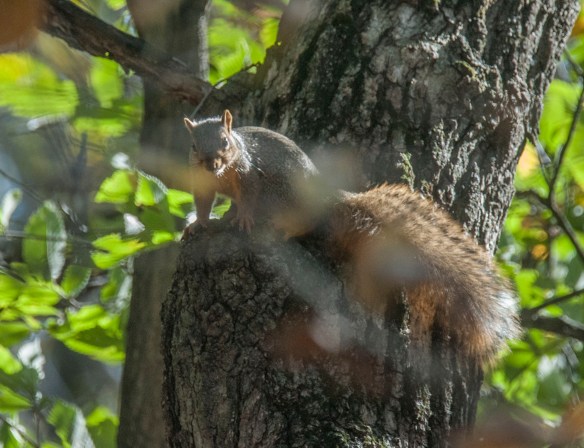 The squirrel came down to check out the intruder.
