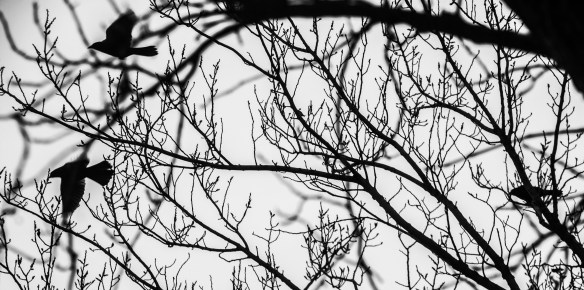 10.29.15 murmuration17b.w1