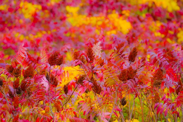 A medium range focal length ... yet layers of color.