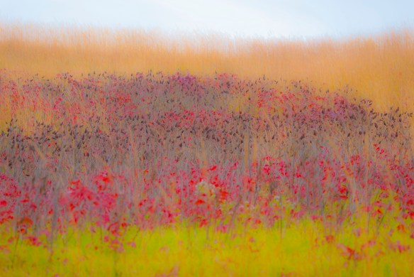 So many layers of color. The 