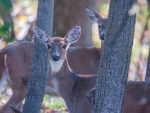 Peering through the woods, the deer seemed antsy. I was waiting for an antlered buck.
