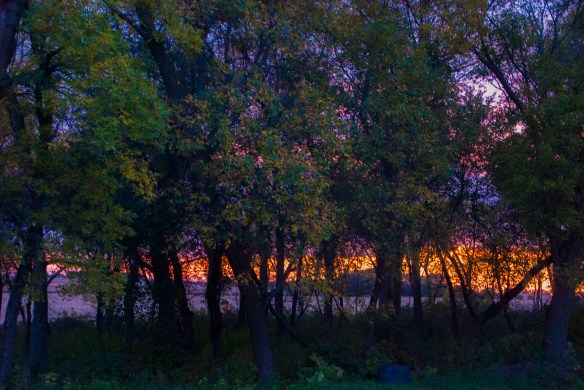 Without the layering of light, just another grove image.