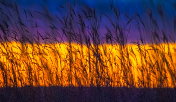 You have the big bluestem, and you have the layers of light, earth and sky. You have prairie.