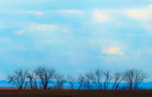 Cottonwoods on Lost Creek