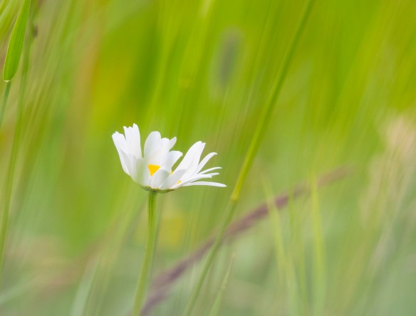 6-28-17 detroitlakes24