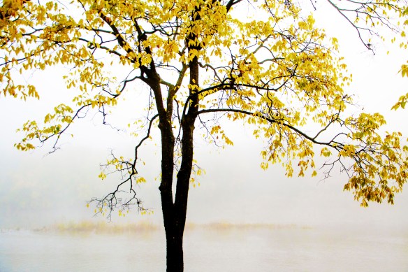 10.6.17 foggyriver1 copy