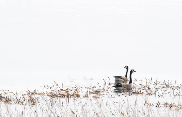 4.18.2018 Wednesday3