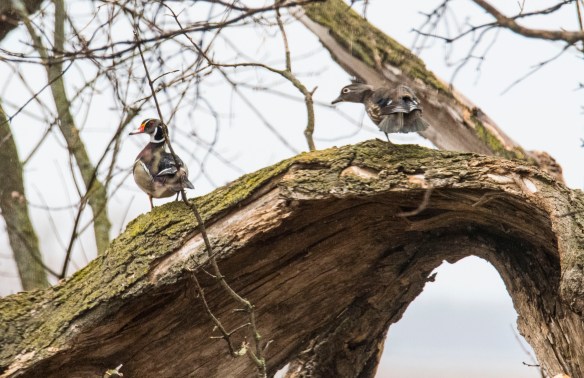 4.24.2018 woodduck3