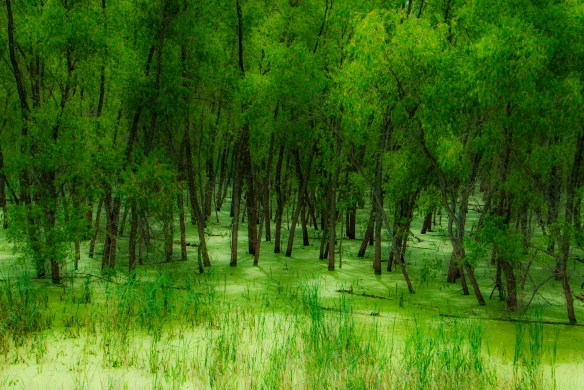 Minnesota River Backwater, 2015