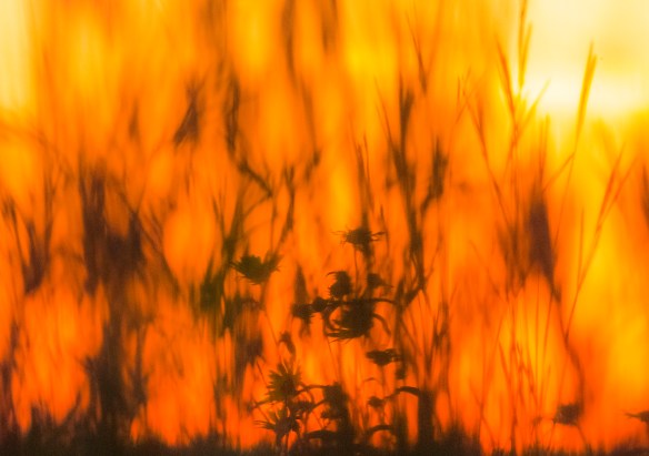 8.8.2018 prairiewalk8