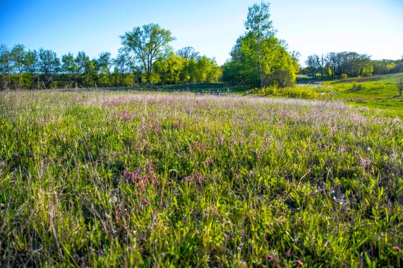 5.24.2019 toesker21 copy