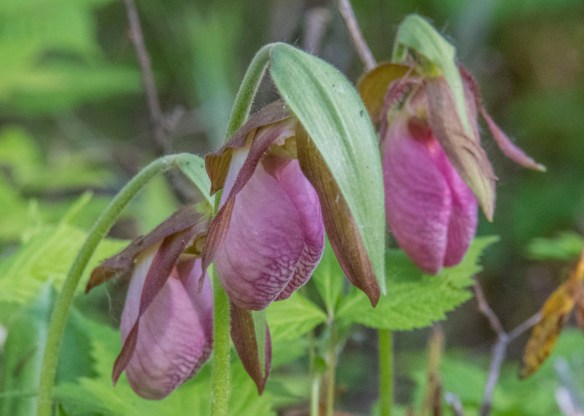 6.3.2019 tripwmary27