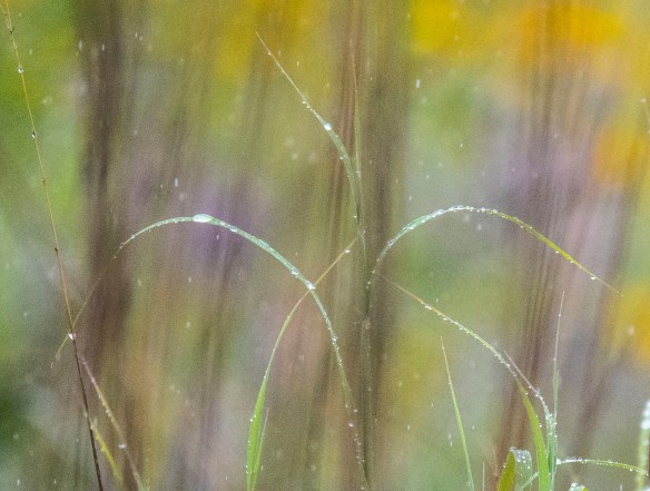 7.286.2019 rainyrefuge26