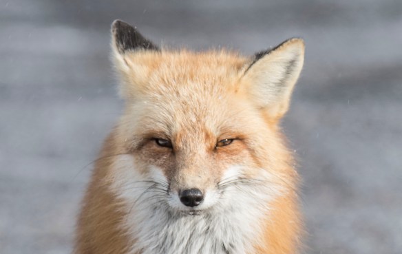 2.27.2020 gunflint22