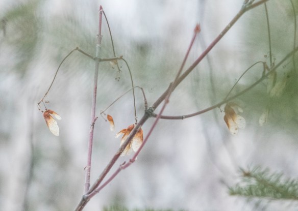 2.27.2020 gunflint47