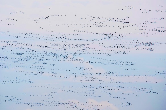 3.22.2020 snowgeese31 copy