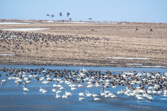 3.22.2020 snowgeese55
