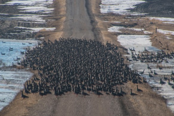 3.23.2020 geese1