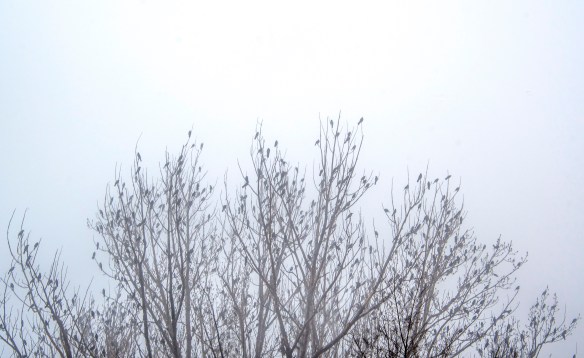 4.7.2020 foggy26 copy