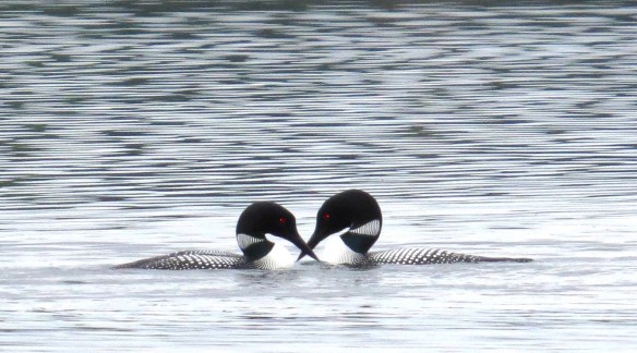 Deb's loons copy